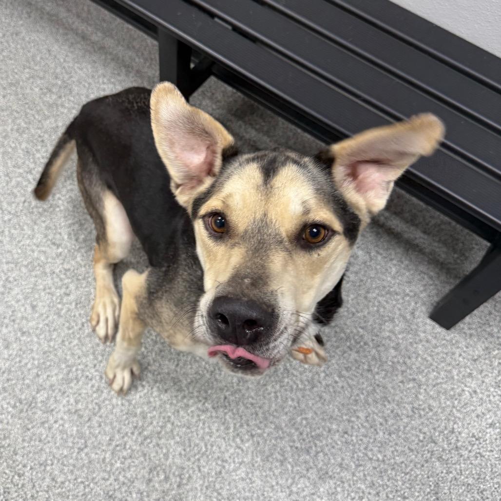 Enlarge Max, a ADOPTABLE Mixed Breed in Monticello, IA image 2/6