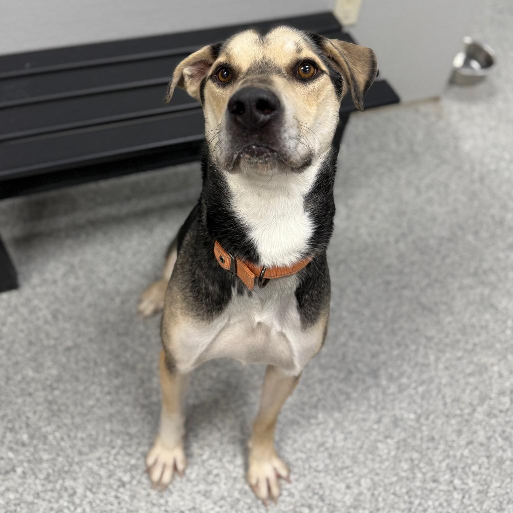 Enlarge Max, a ADOPTABLE Mixed Breed in Monticello, IA image 5/6