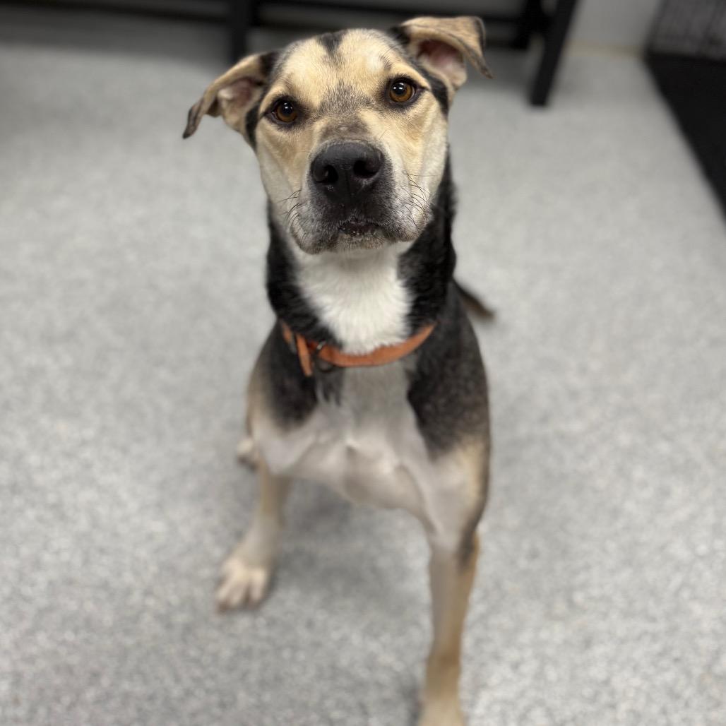 Max, ADOPTABLE, Adult Male Mixed Breed.