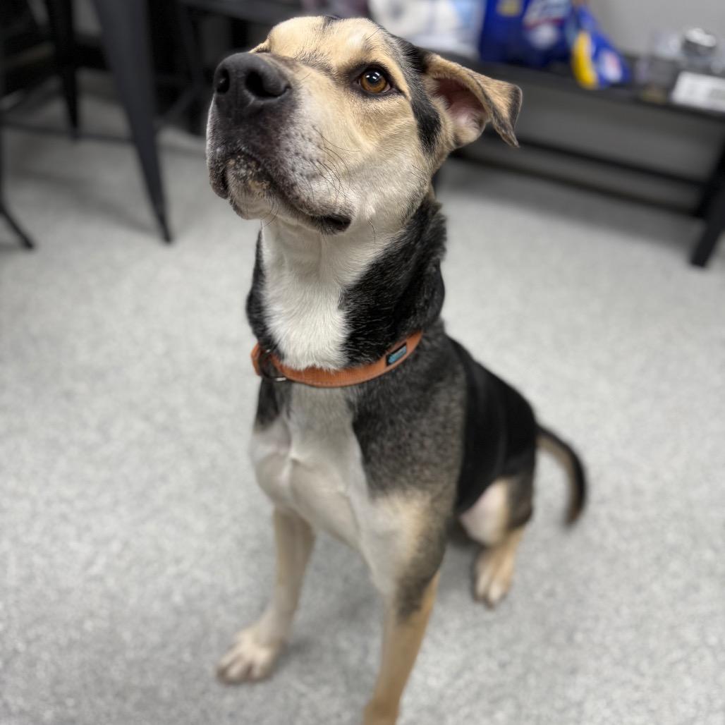 Enlarge Max, a ADOPTABLE Mixed Breed in Monticello, IA image 6/6