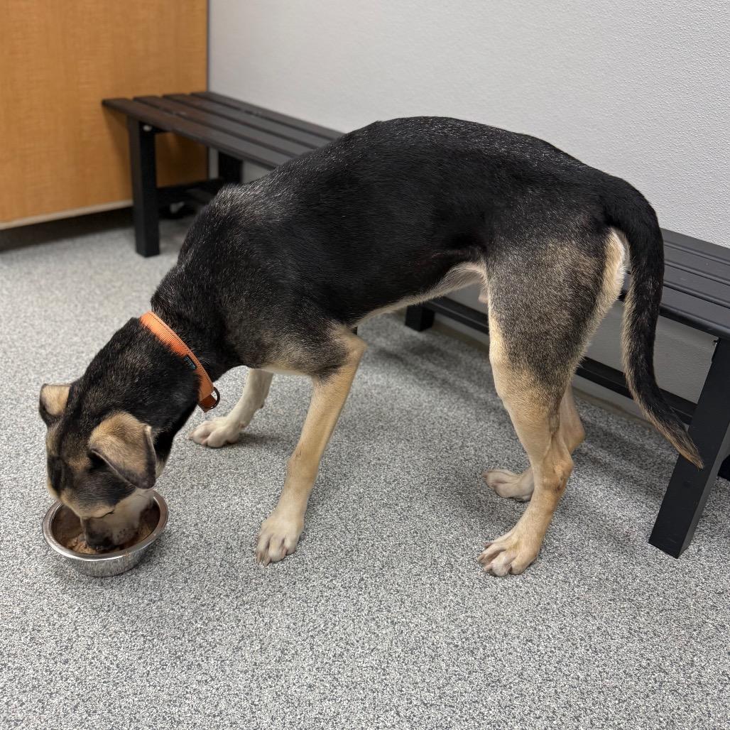 Enlarge Max, a ADOPTABLE Mixed Breed in Monticello, IA image 3/6