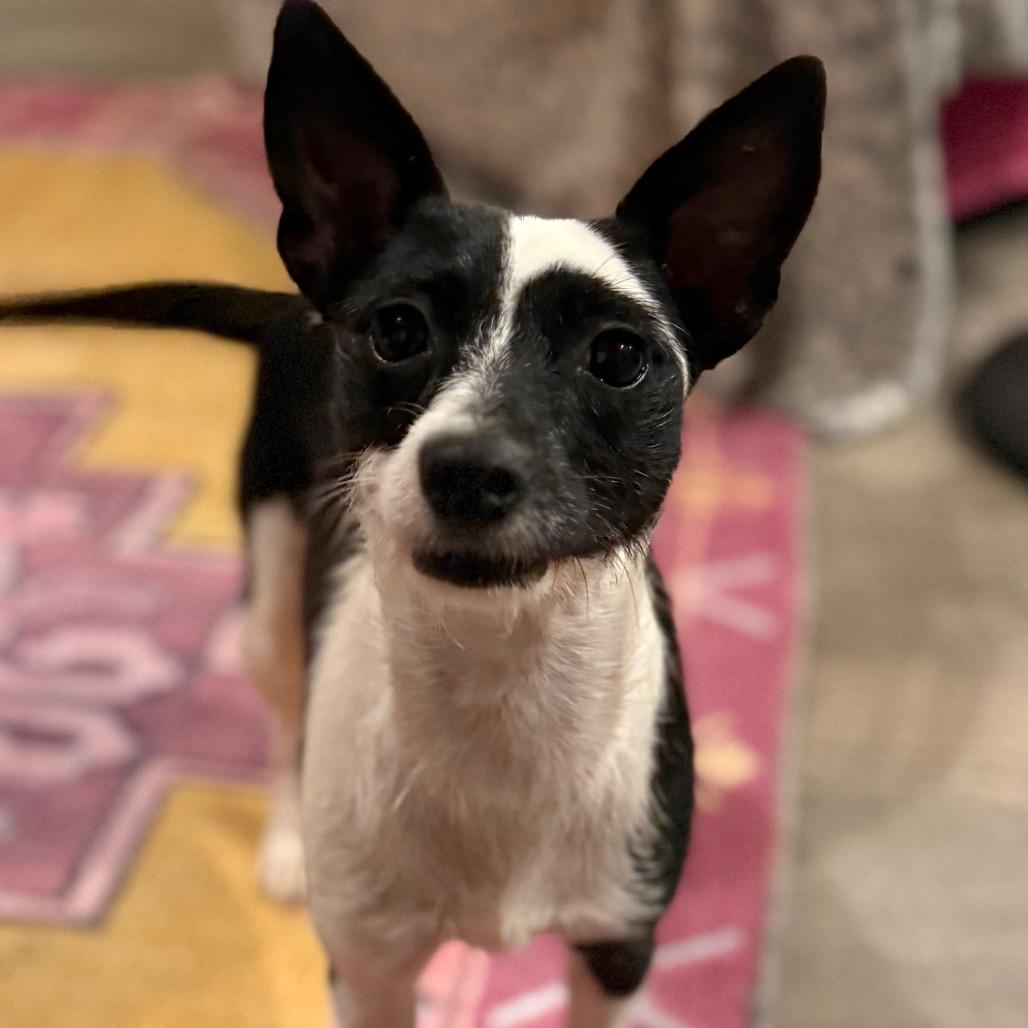 Enlarge Jasmine, a Adoptable Rat Terrier in Daphne, AL image 1/5
