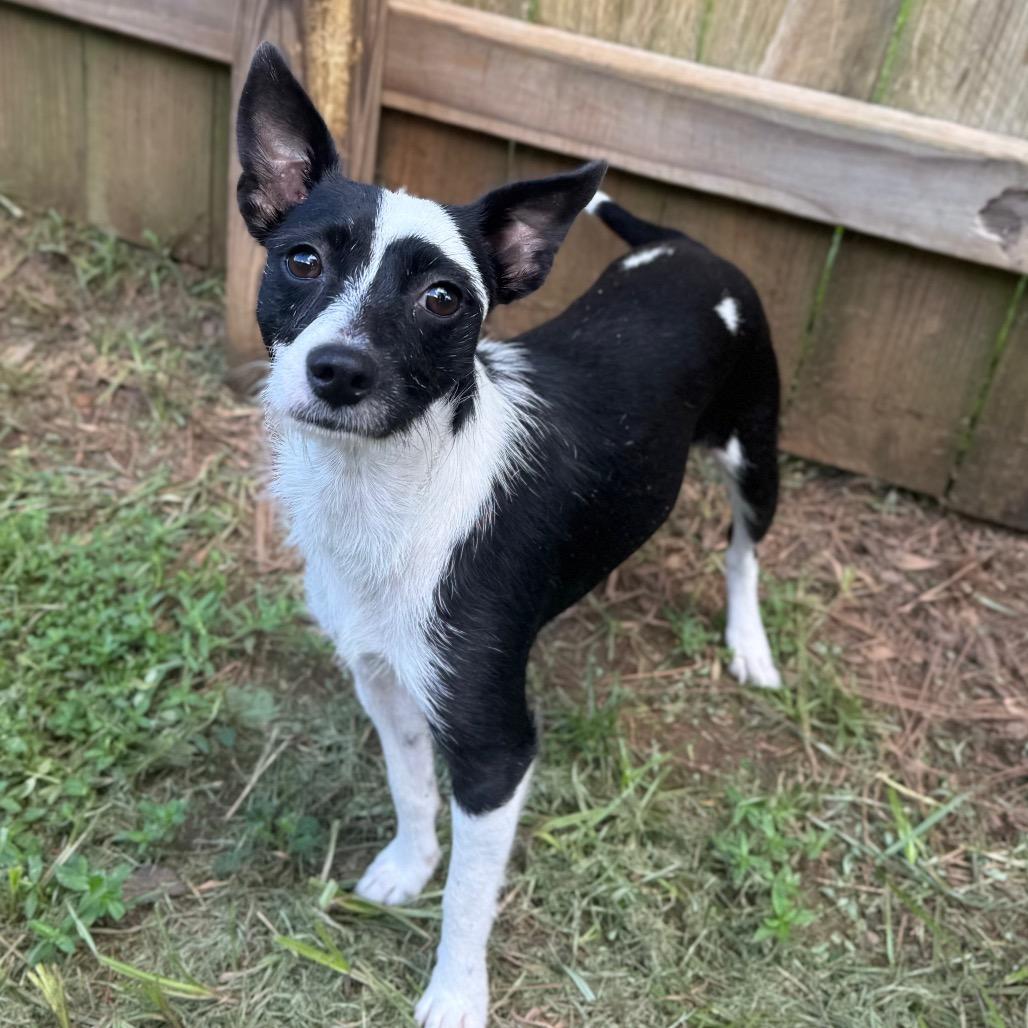Enlarge Jasmine, a Adoptable Rat Terrier in Daphne, AL image 2/5