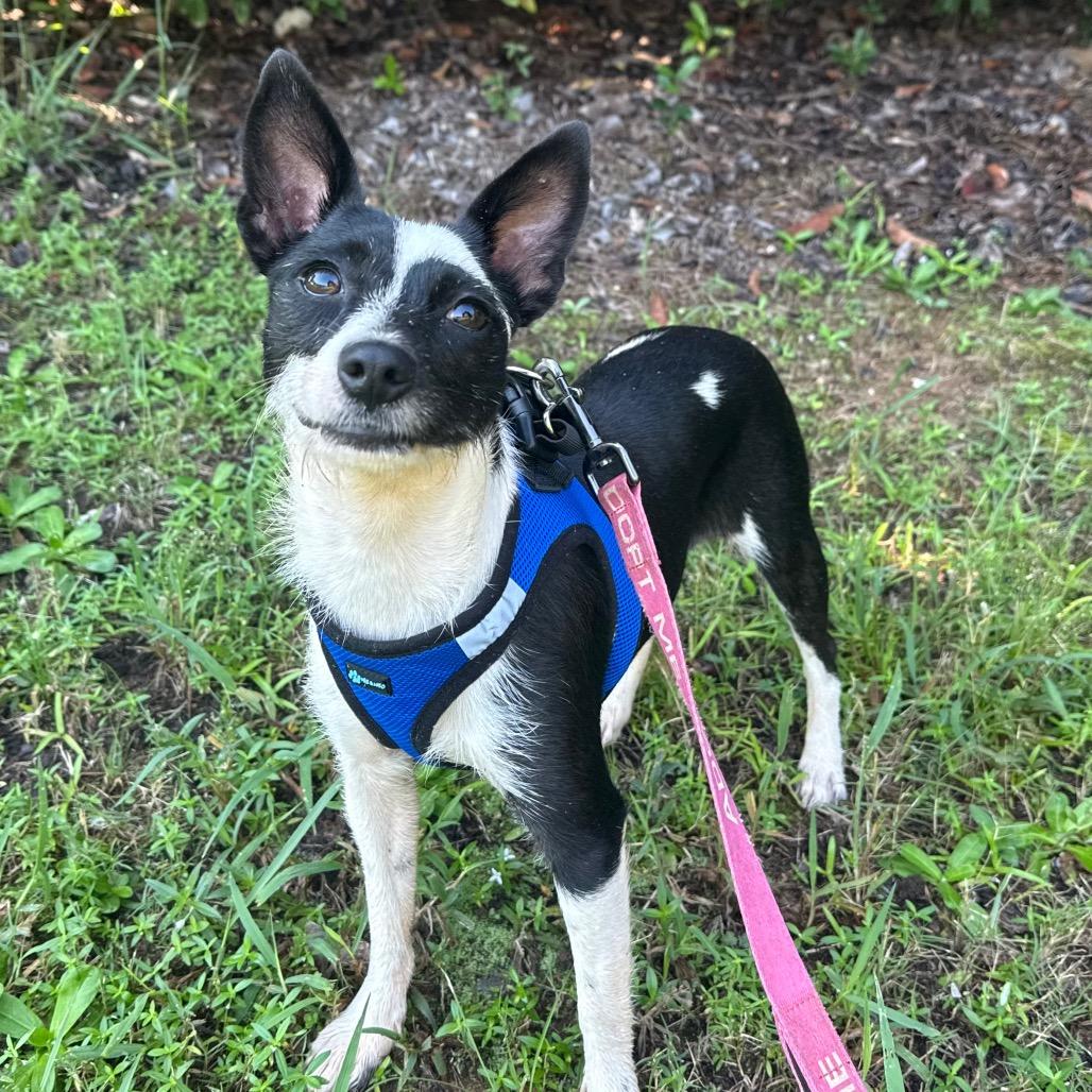 Enlarge Jasmine, a Adoptable Rat Terrier in Daphne, AL image 3/5