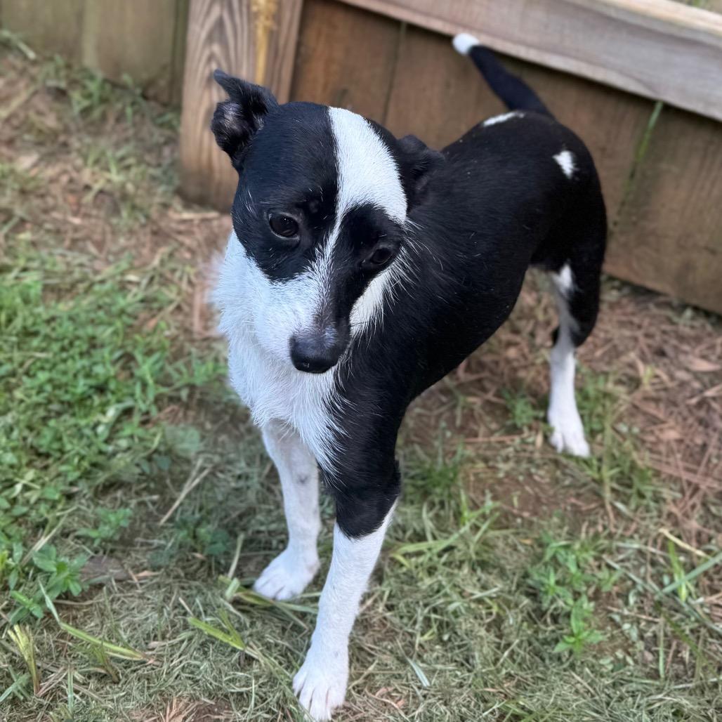 Enlarge Jasmine, a Adoptable Rat Terrier in Daphne, AL image 4/5