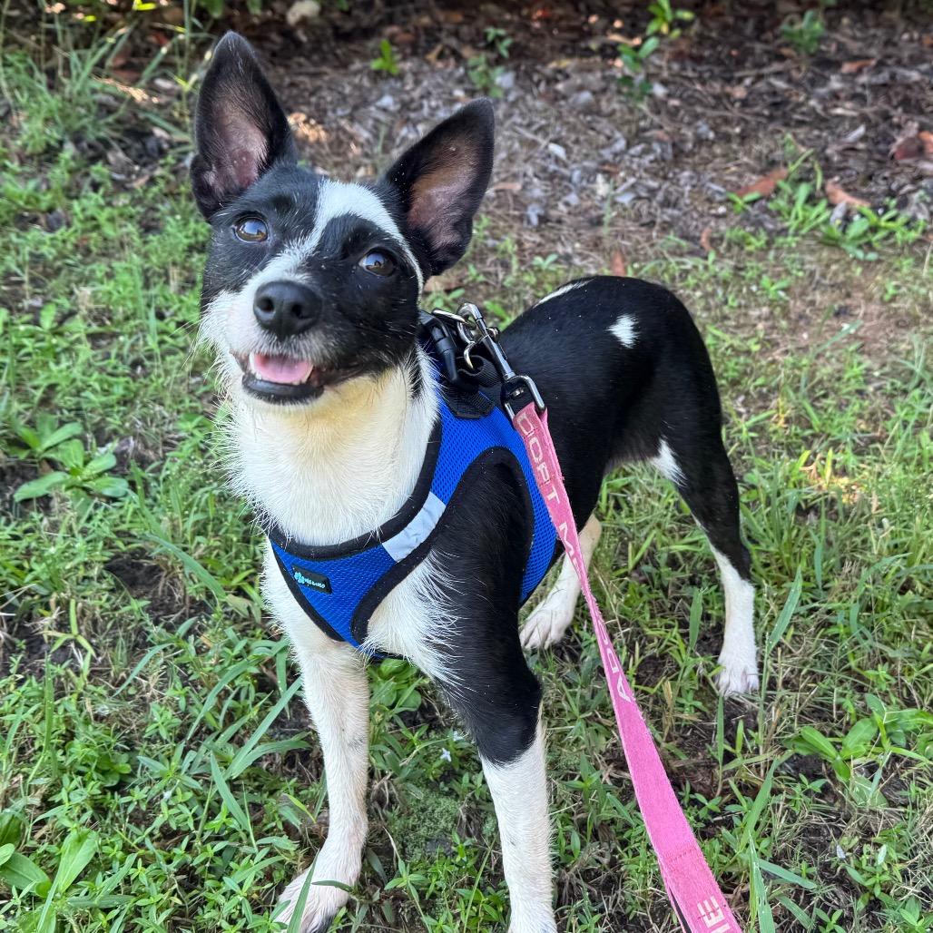 Enlarge Jasmine, a Adoptable Rat Terrier in Daphne, AL image 5/5