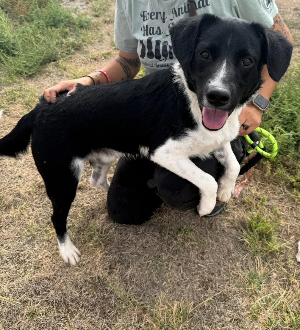 Enlarge Nicholas - ADOPTION IN PROCESS, a Adoptable Border Collie in Grafton, WI image 1/3