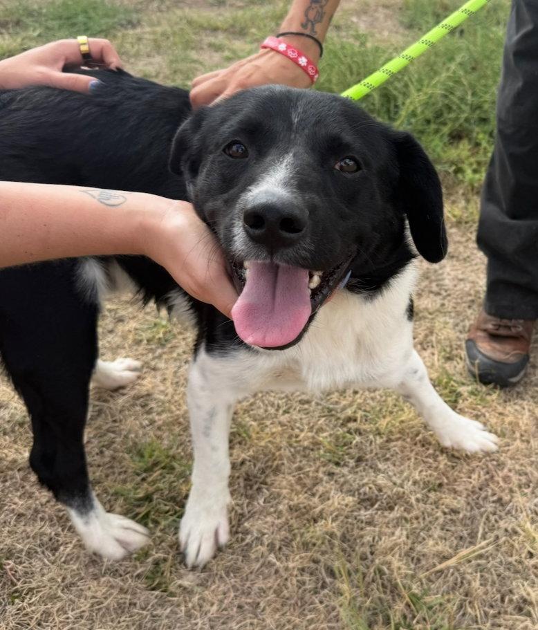 Enlarge Nicholas - ADOPTION IN PROCESS, a Adoptable Border Collie in Grafton, WI image 2/3