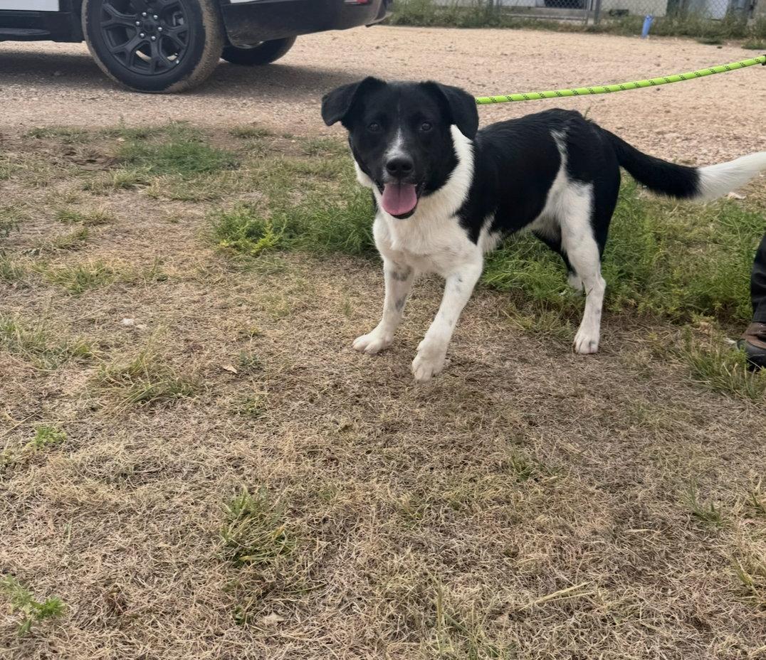 Enlarge Nicholas - ADOPTION IN PROCESS, a Adoptable Border Collie in Grafton, WI image 3/3
