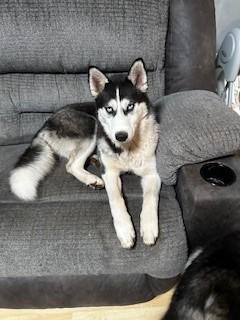 Judy, an adoptable Husky in Puyallup, WA_image-1
