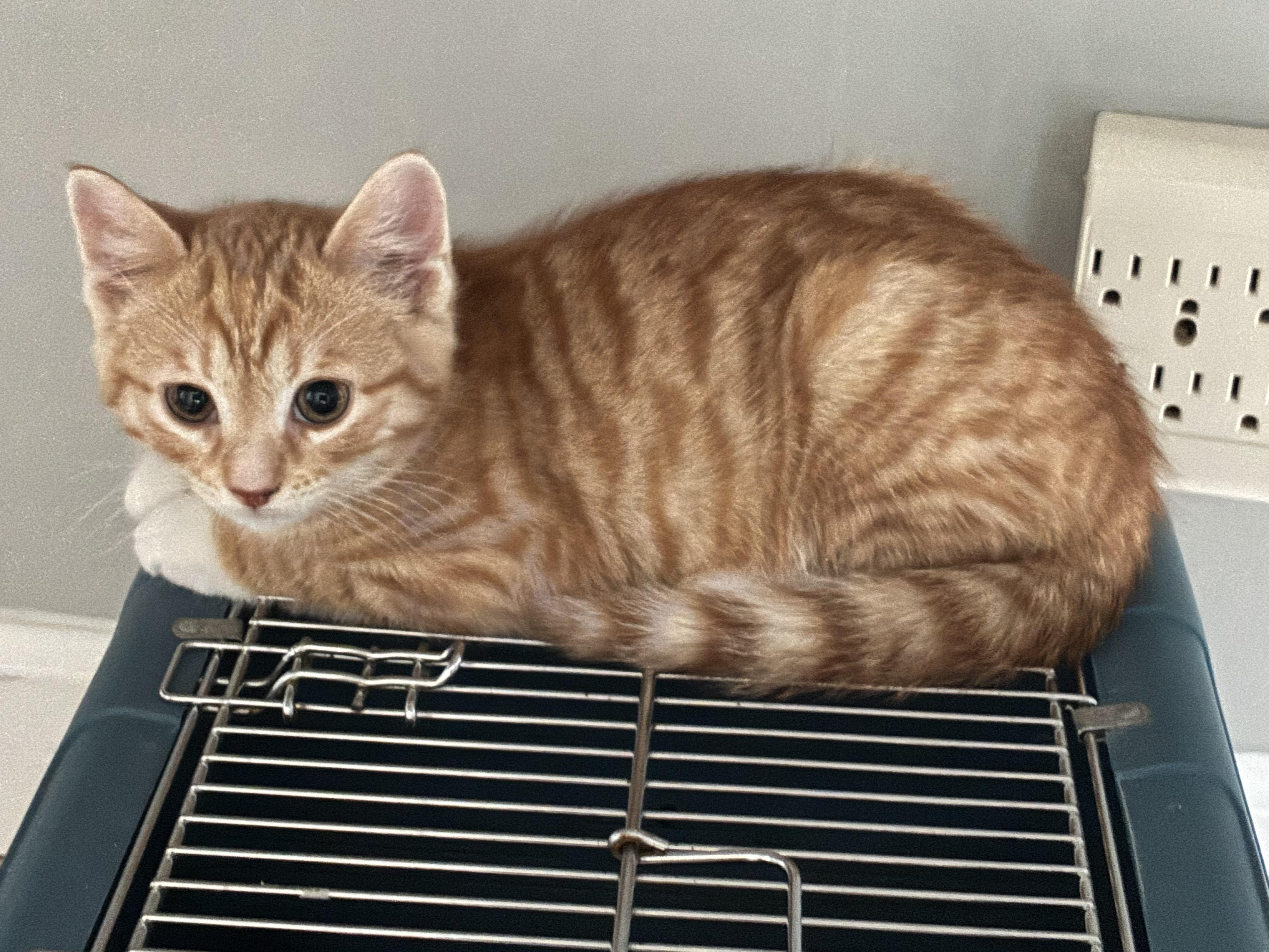 Enlarge Mango, an adopted Domestic Short Hair in Warminster, PA image 2/4