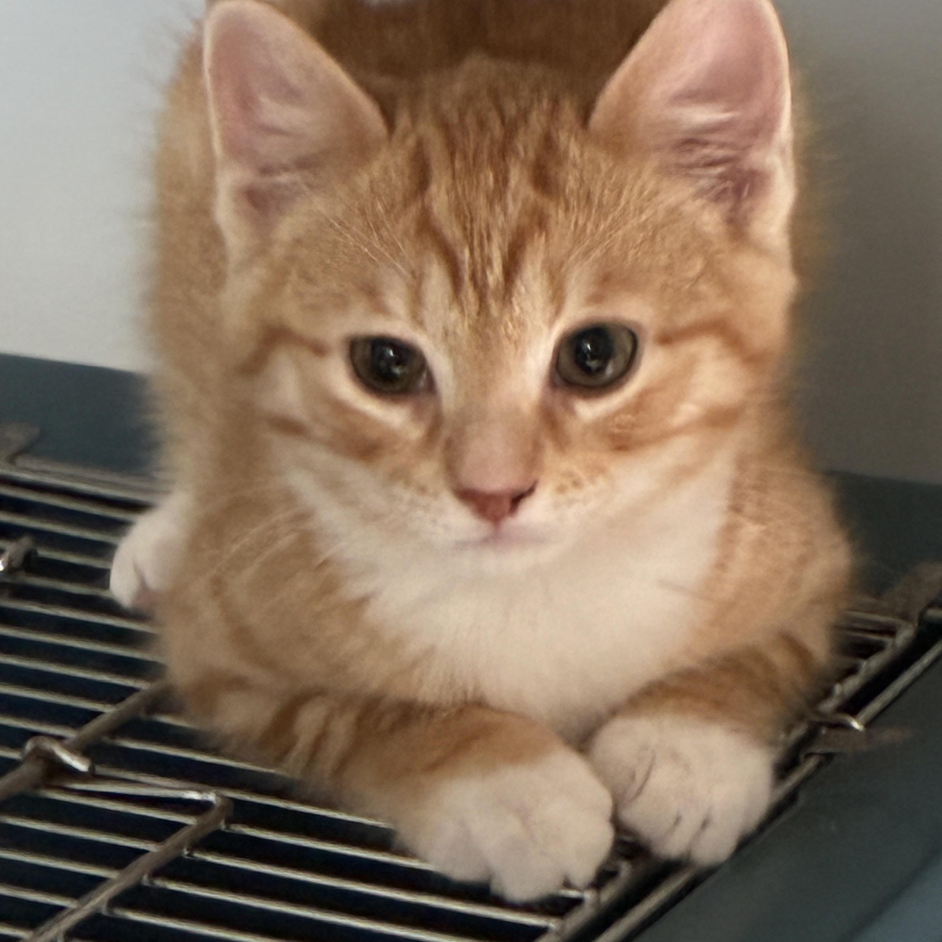Mango, adopted, Kitten Male Domestic Short Hair.