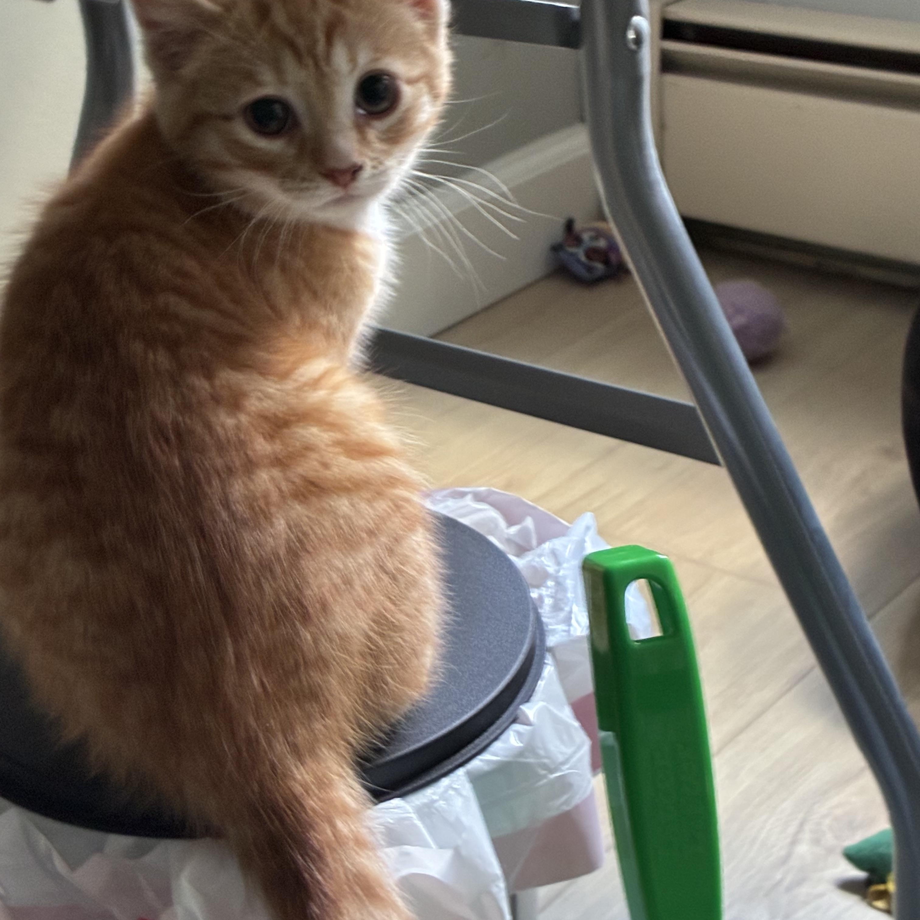 Enlarge Mango, an adopted Domestic Short Hair in Warminster, PA image 3/4