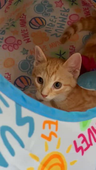 Enlarge Mango, an adopted Domestic Short Hair in Warminster, PA video 4/4