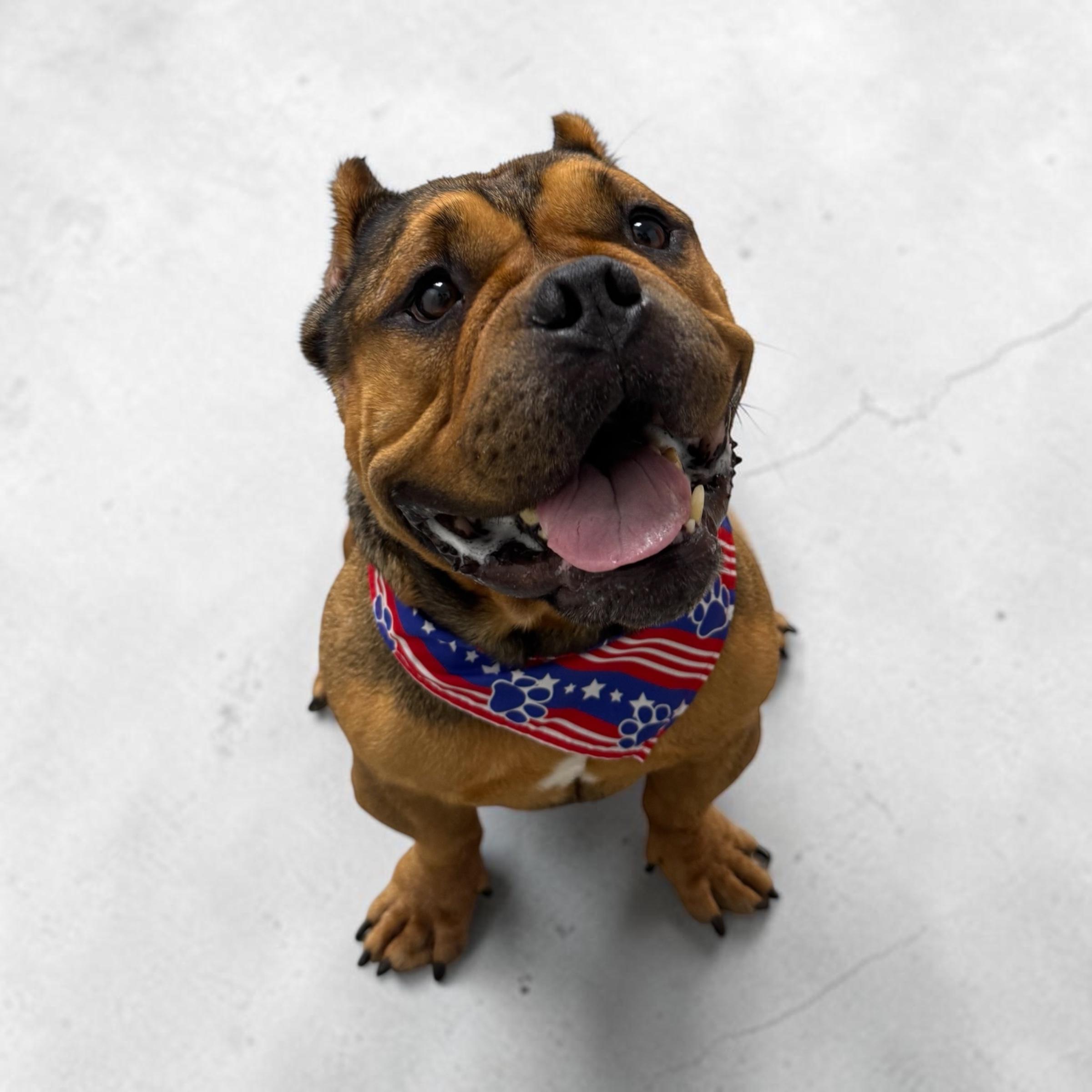 Enlarge Thor, an adopted mixed breed in Williston, VT image 1/1