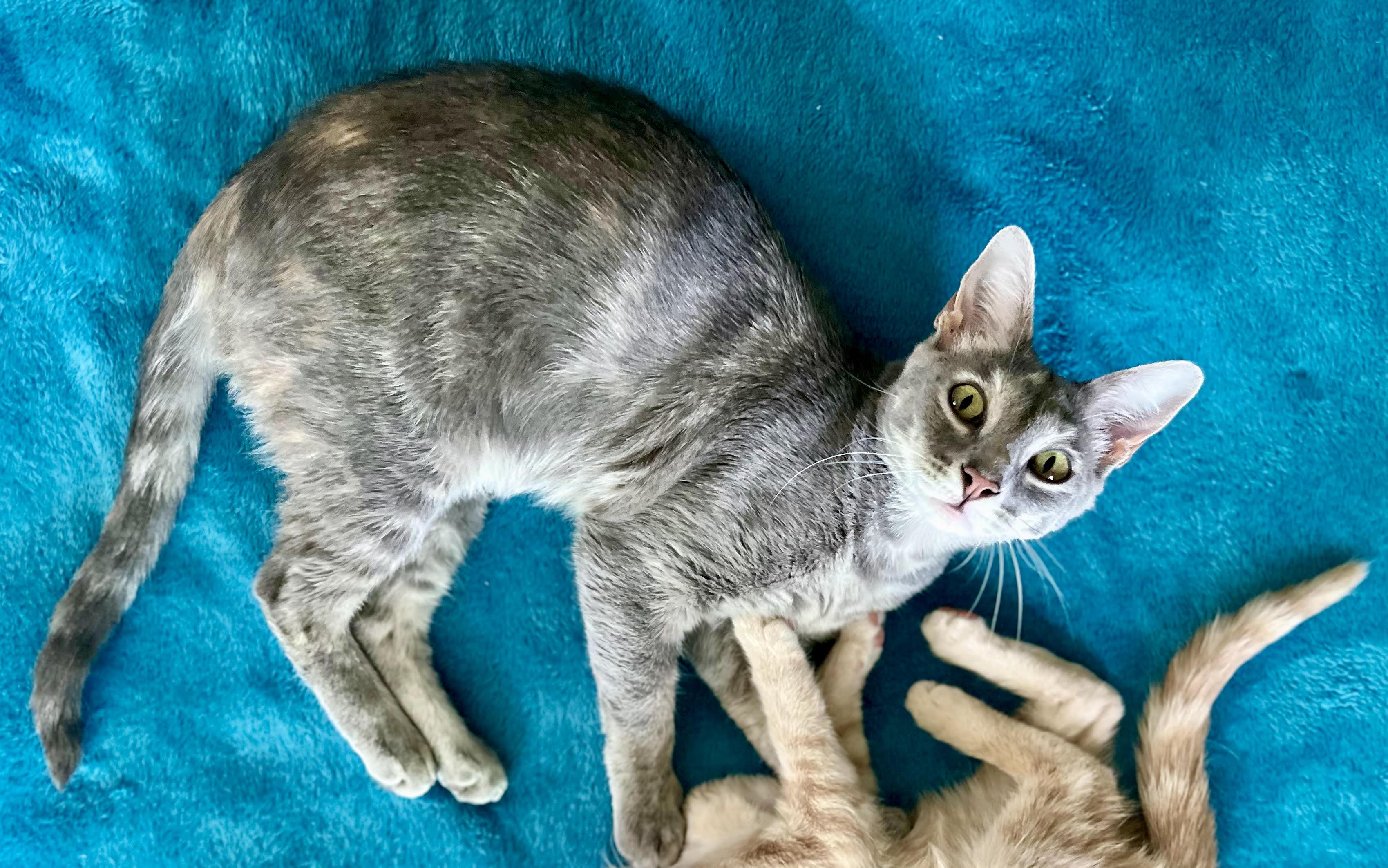 Enlarge Pizza , an adoptable Domestic Short Hair in Indianapolis, IN image 1/2