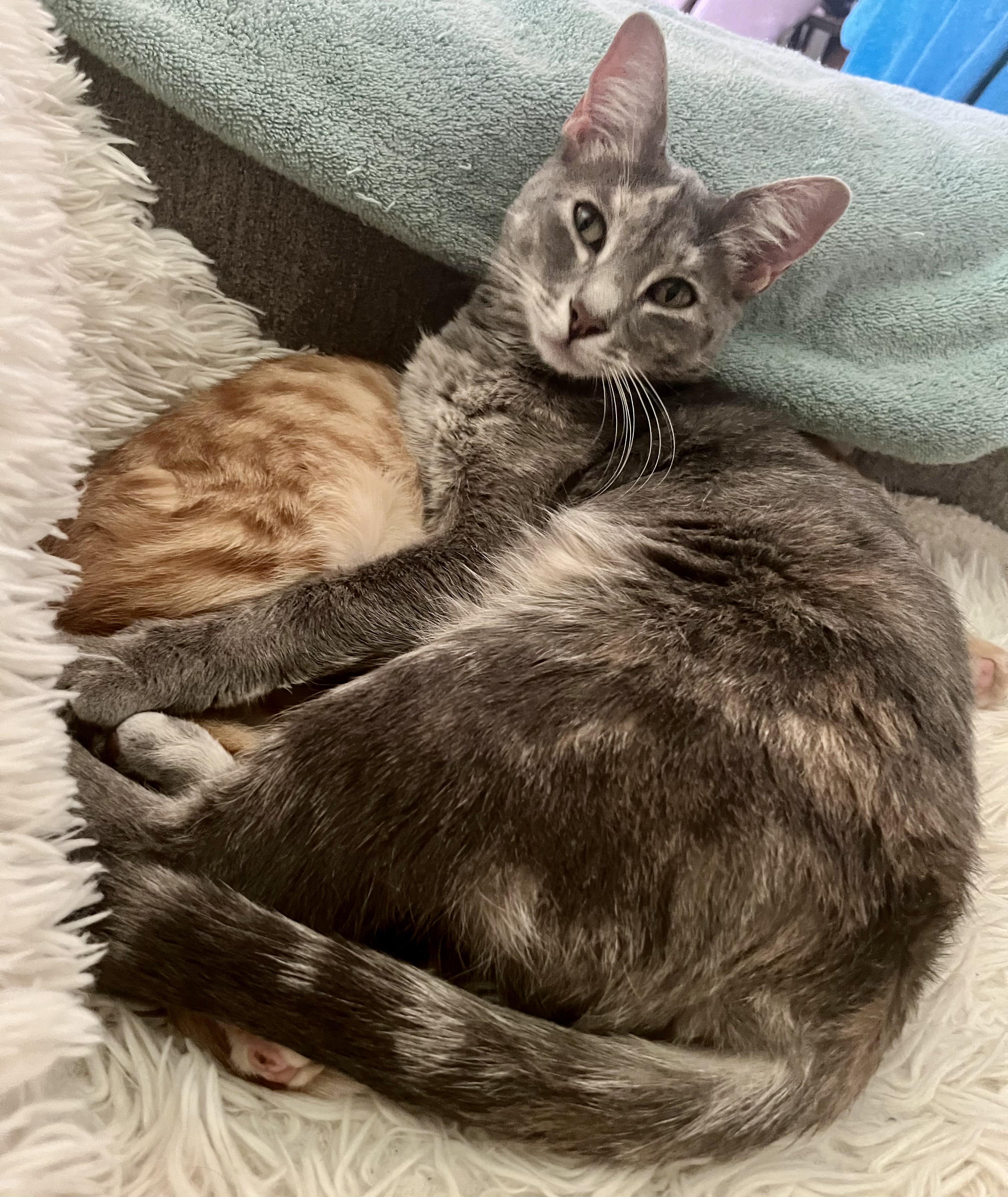 Pizza , an adoptable Domestic Short Hair in Indianapolis, IN image 1/3