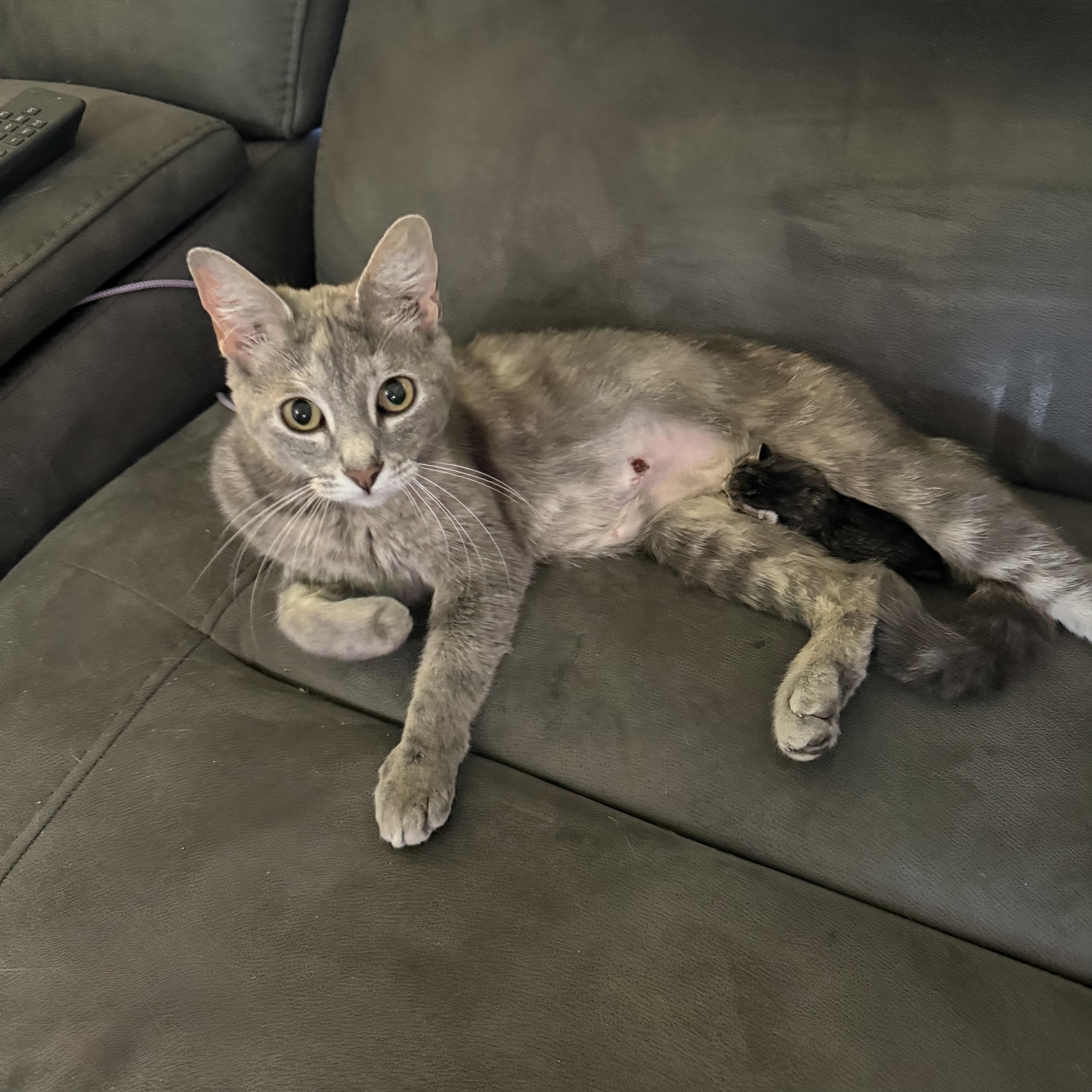 Pizza , ADOPTABLE, Adult Female Domestic Short Hair.