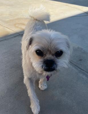Enlarge Kiki, an adopted mixed breed in Santa Paula, CA image 3/3