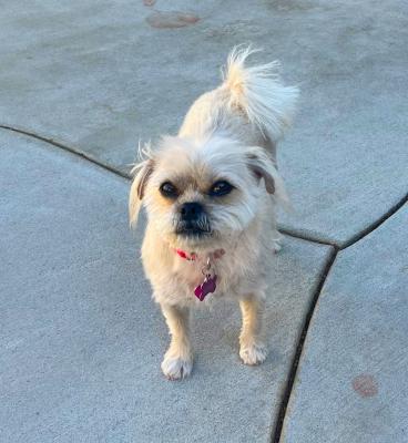 Enlarge Kiki, an adopted mixed breed in Santa Paula, CA image 2/3