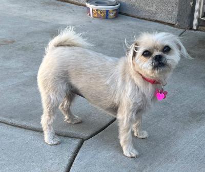 Kiki, adopted, Young Female Pug.