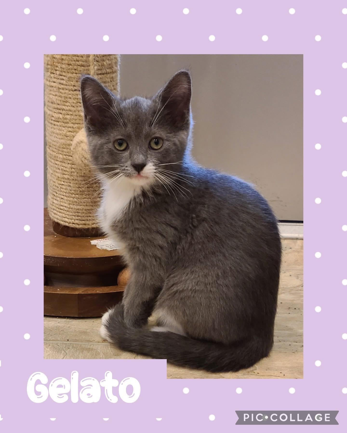 Gelato, an adoptable Domestic Short Hair in Iron River, MI_image-1