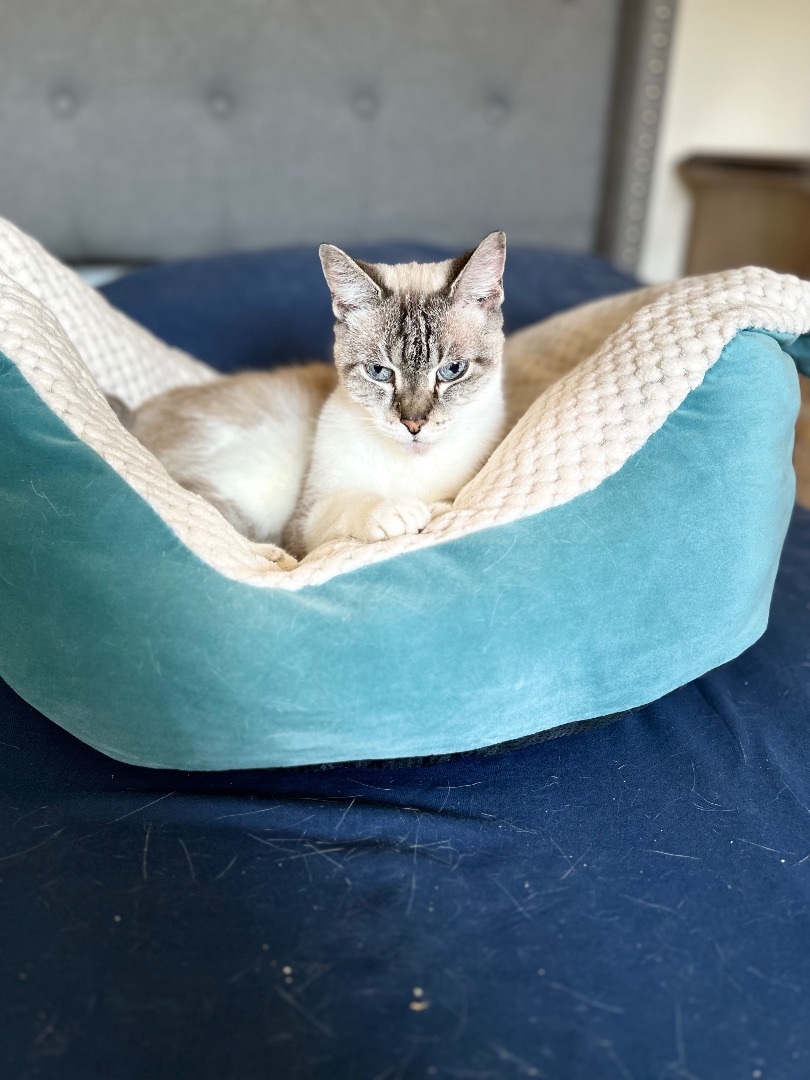 Leslie , an adoptable Siamese in Cape Coral, FL, 33991 | Photo Image 1