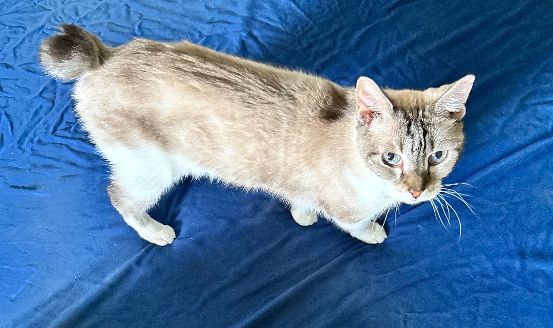 Leslie , an adoptable Siamese in Cape Coral, FL, 33991 | Photo Image 3