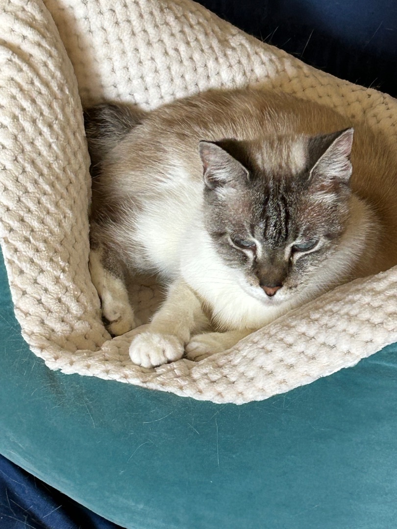 Leslie , an adoptable Siamese in Cape Coral, FL, 33991 | Photo Image 2