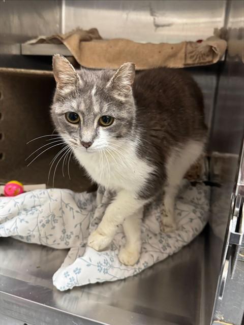 BRIANNA, Adoptable, Adult Female Domestic Short Hair.