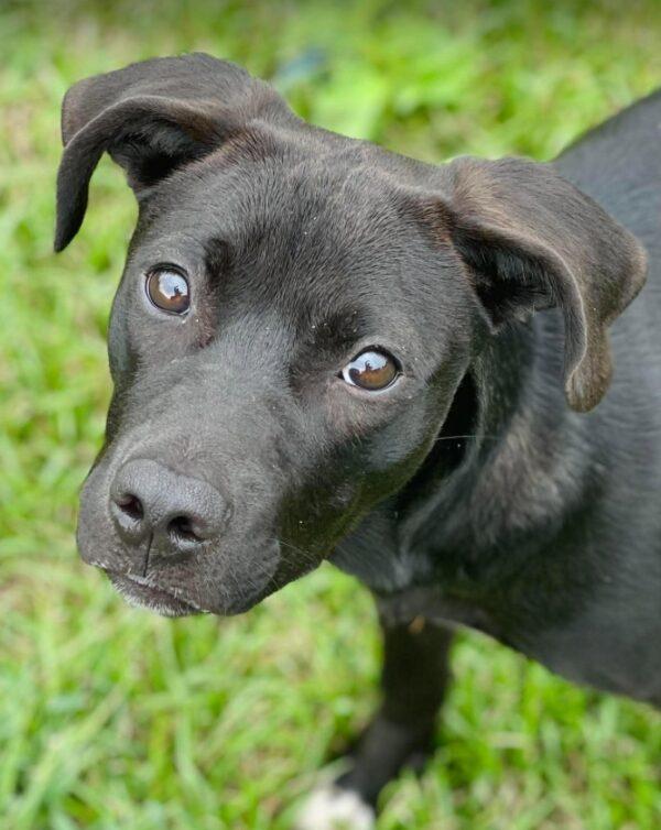 Enlarge AC-5236 "Peaches", a Adoptable mixed breed in Conyers, GA image 2/3