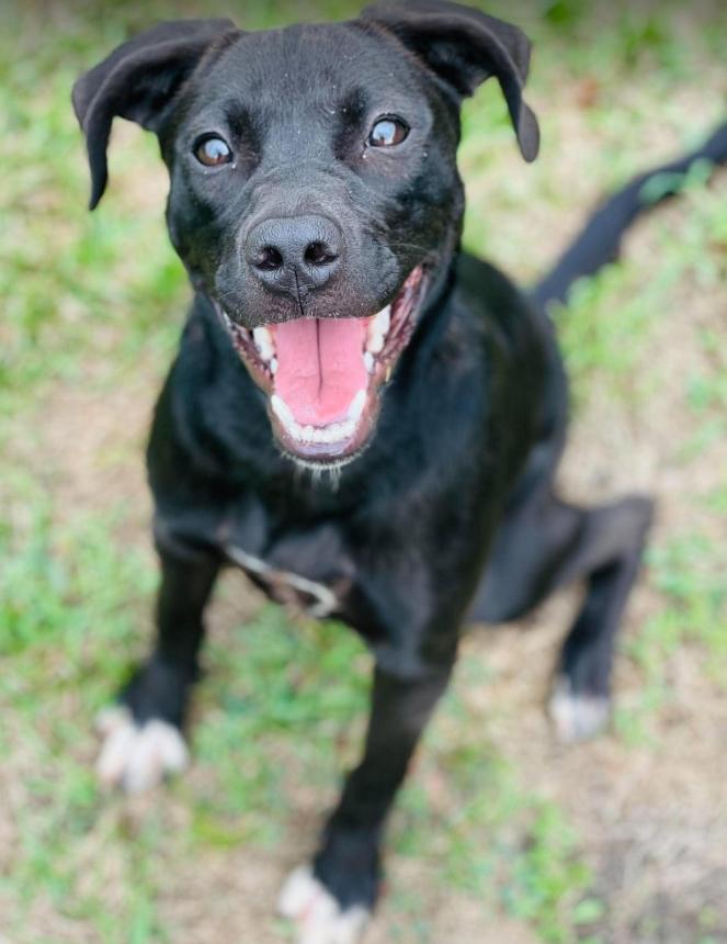 Enlarge AC-5236 "Peaches", a Adoptable mixed breed in Conyers, GA image 3/3