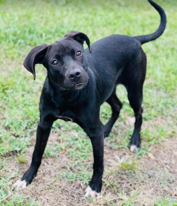 Enlarge AC-5236 "Peaches", a Adoptable mixed breed in Conyers, GA image 1/3