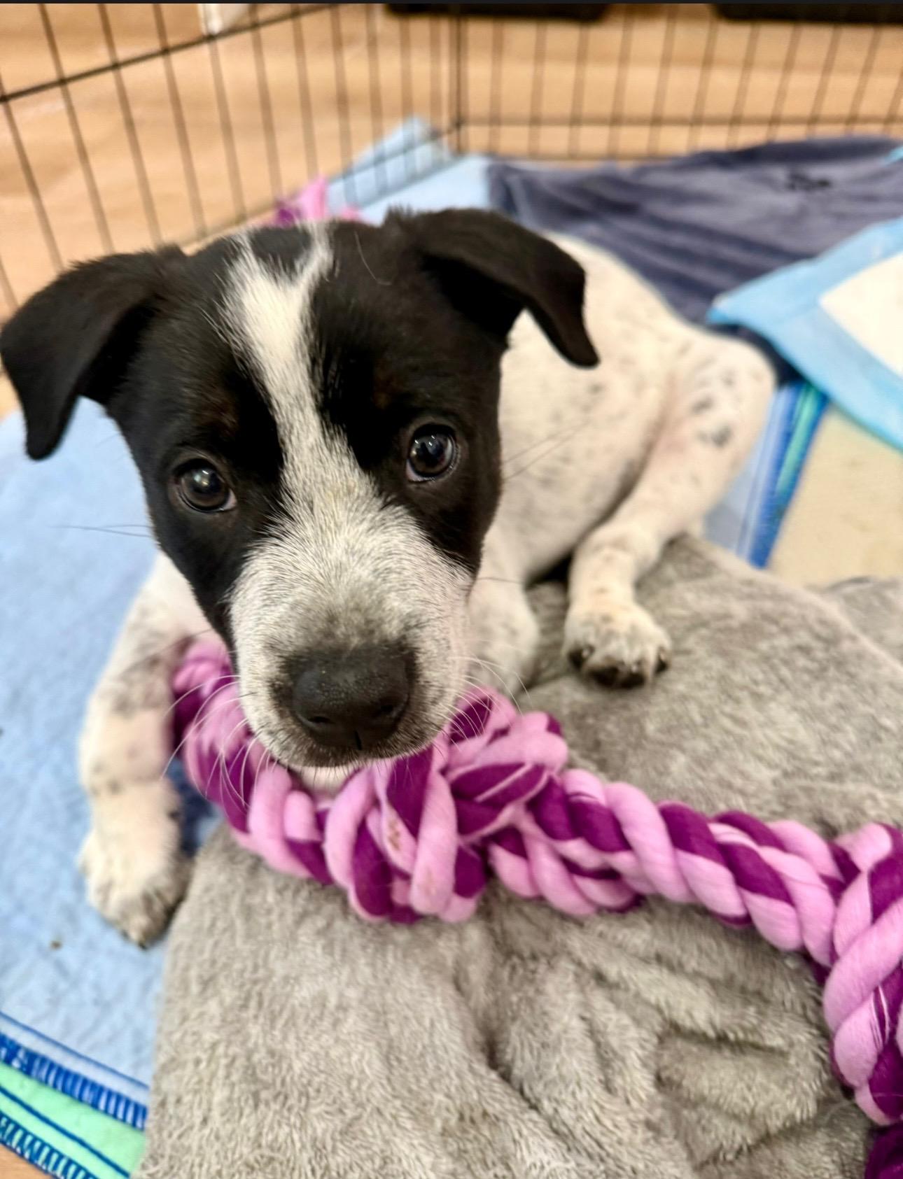 Enlarge Rocket, a Adoptable mixed breed in Burbank, CA image 2/4