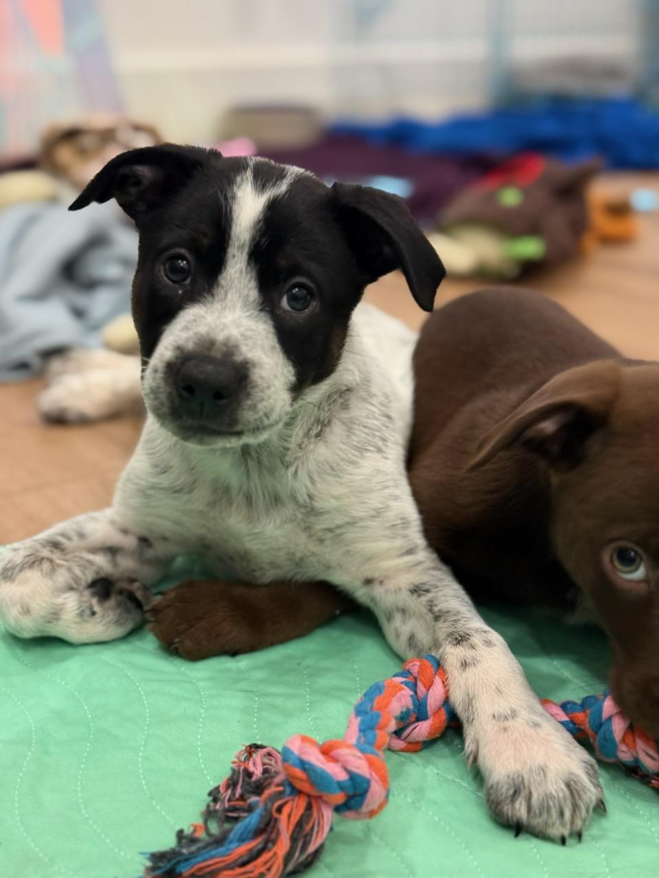 Enlarge Rocket, a Adoptable mixed breed in Burbank, CA image 4/4