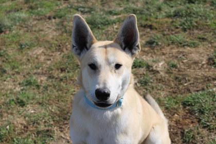 Dreamer, Adoptable, Adult Male Shepherd & Mixed Breed.