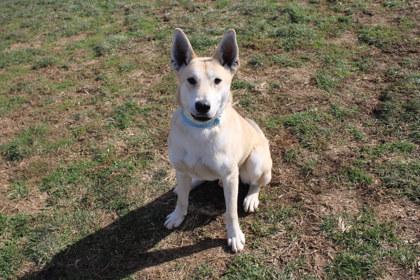 Enlarge Dreamer, a Adoptable mixed breed in Kansas City, MO image 2/3