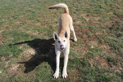 Enlarge Dreamer, a Adoptable mixed breed in Kansas City, MO image 3/3