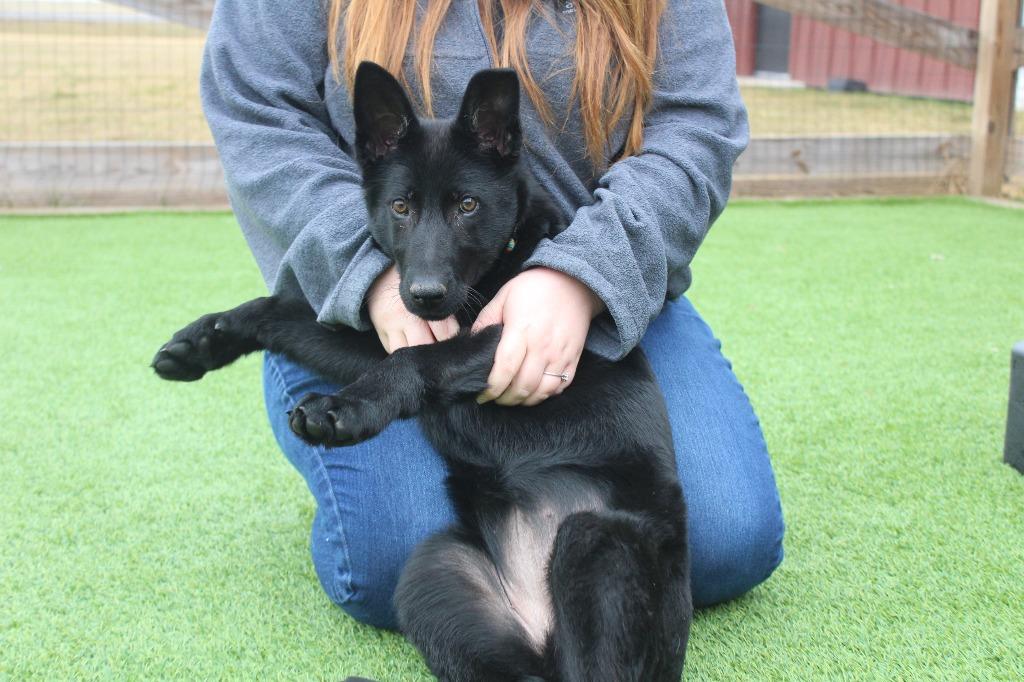 Enlarge JitterBug, an adopted German Shepherd Dog in Chestertown, MD image 4/4