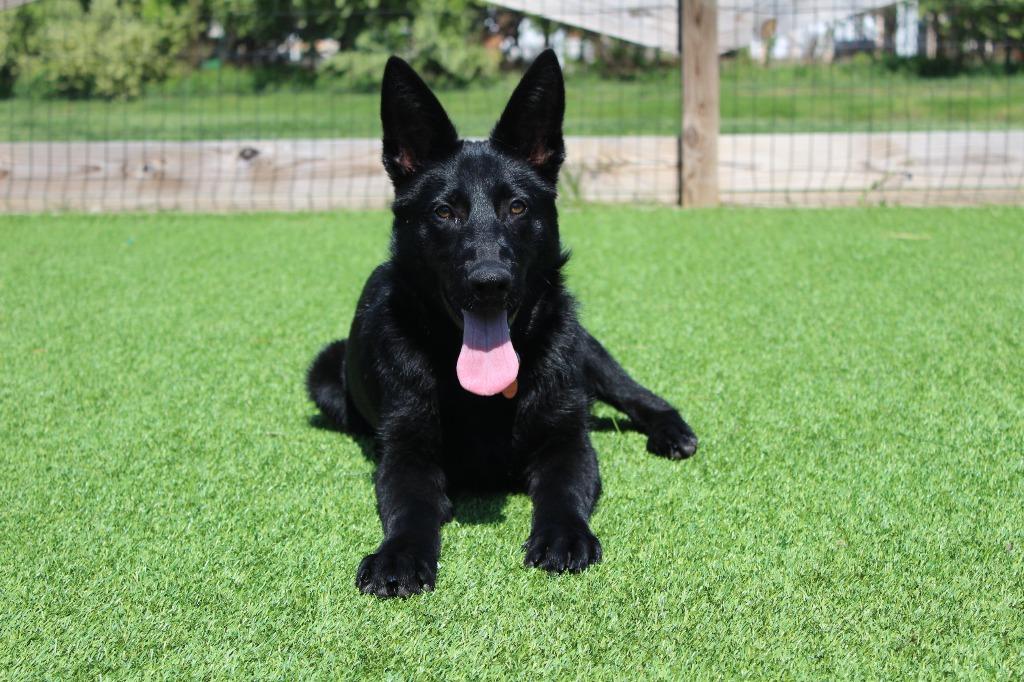 Enlarge JitterBug, an adopted German Shepherd Dog in Chestertown, MD image 3/4