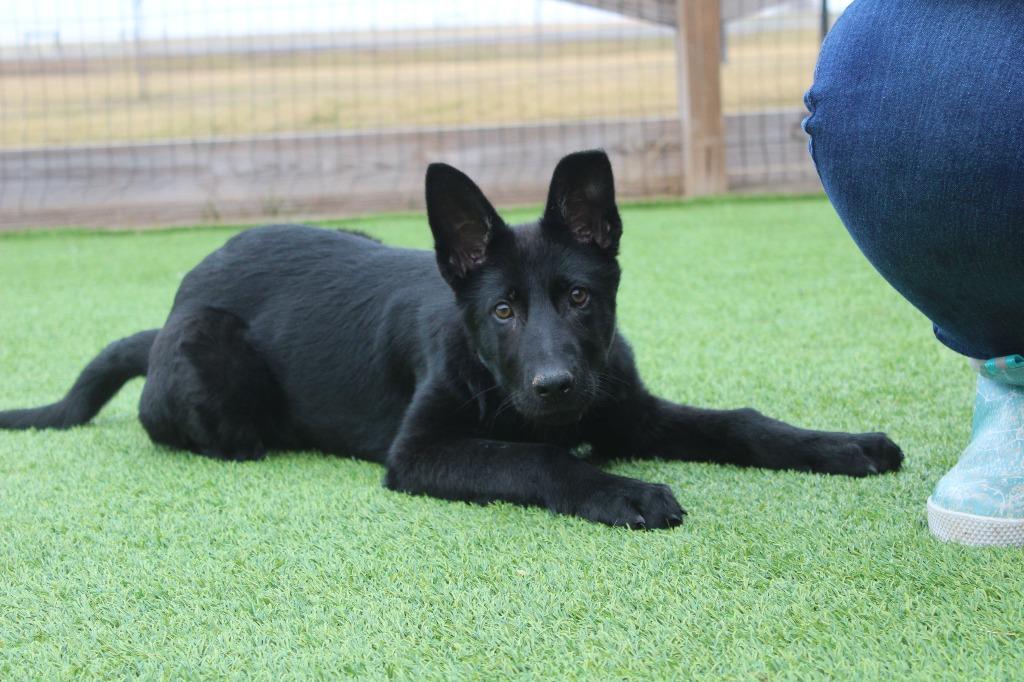 JitterBug, adopted, Puppy Female German Shepherd Dog.