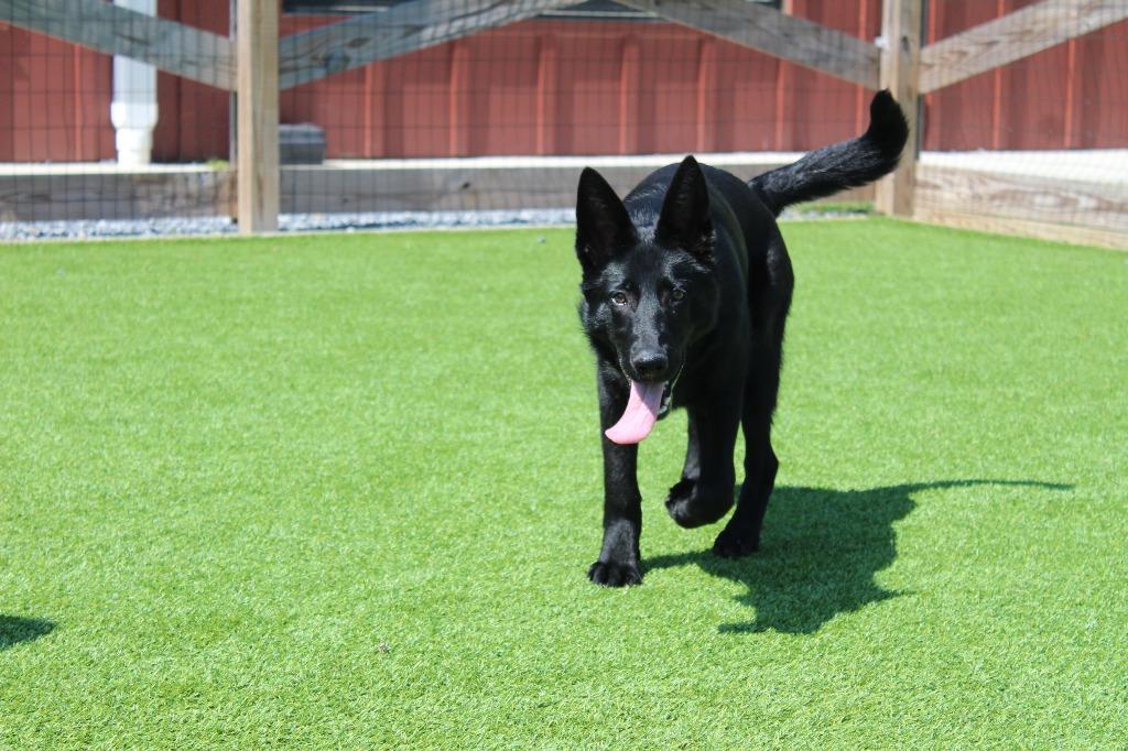 Enlarge JitterBug, an adopted German Shepherd Dog in Chestertown, MD image 2/4