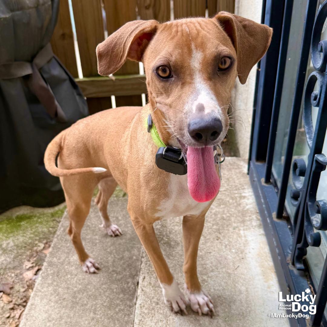 Enlarge Aria, a Adoptable mixed breed in Washington, DC image 1/3
