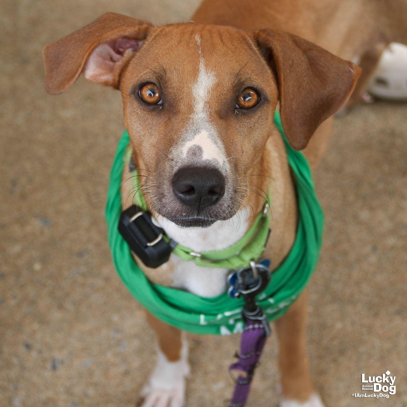 Enlarge Aria, a Adoptable mixed breed in Washington, DC image 2/3