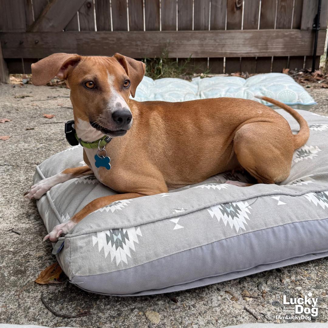 Enlarge Aria, a Adoptable mixed breed in Washington, DC image 3/3