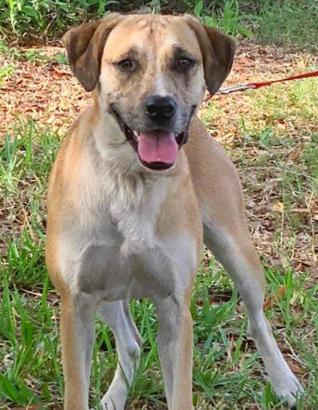 Sami, Adoptable, Adult Female Boxer & Labrador Retriever.