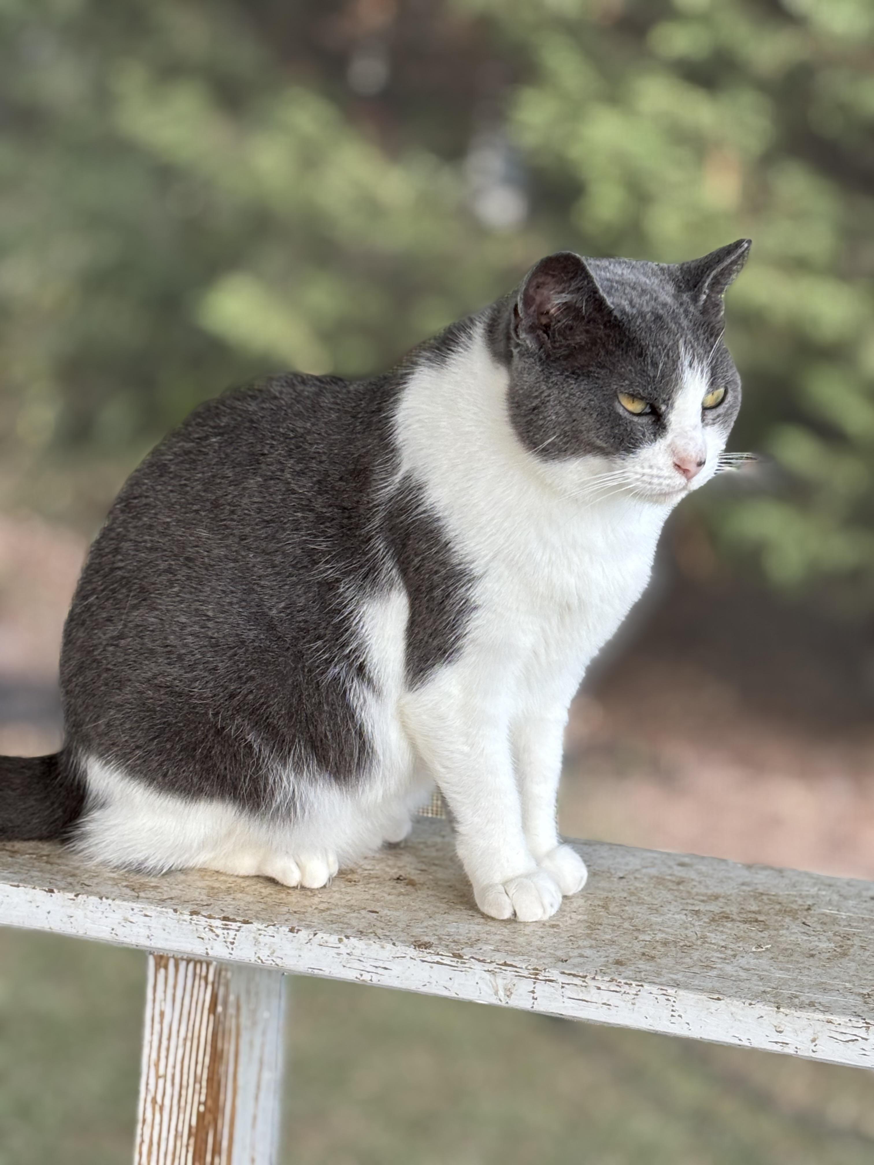 Enlarge Olive, an adoptable Domestic Short Hair in Hemingway, SC image 1/2