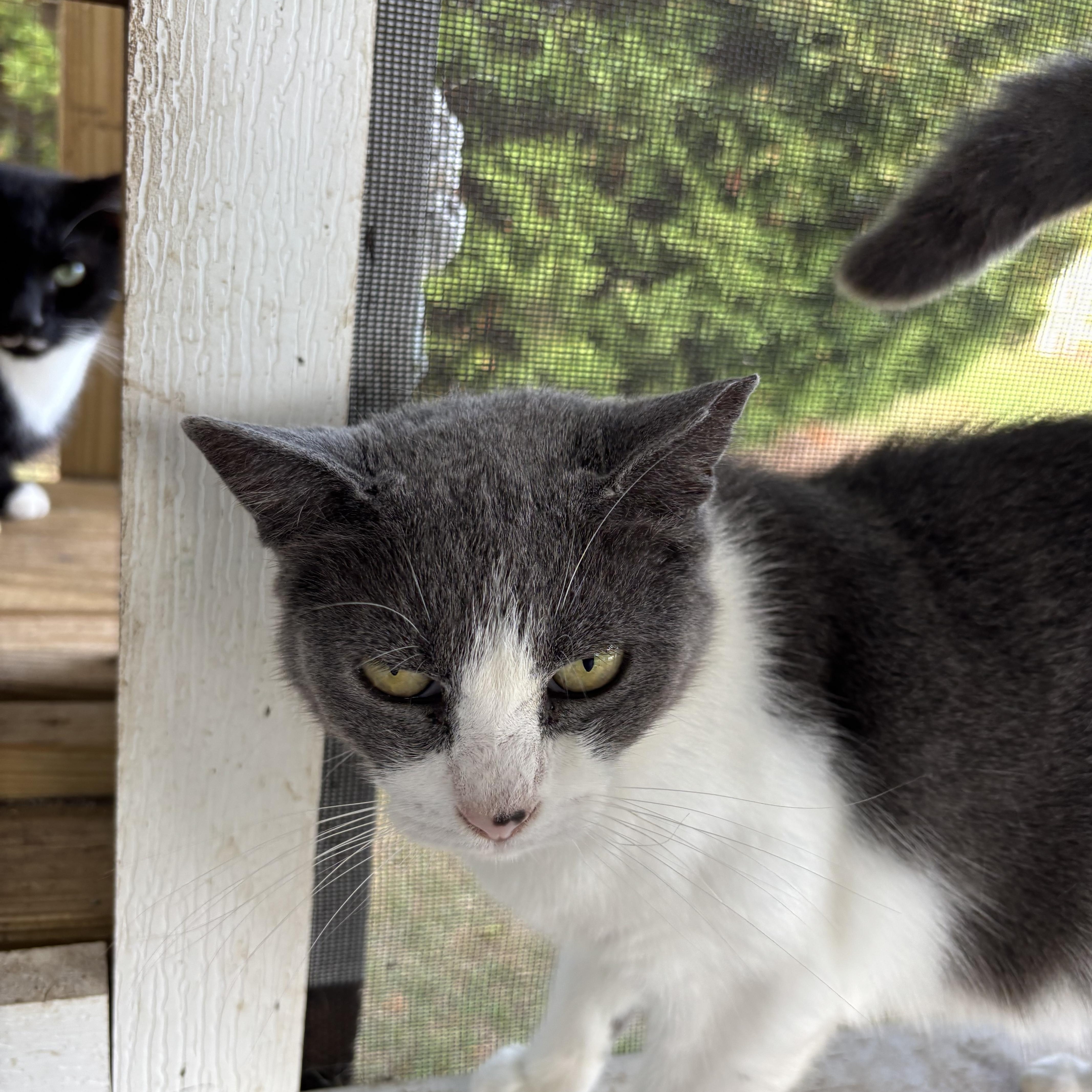Enlarge Olive, an adoptable Domestic Short Hair in Hemingway, SC image 2/2