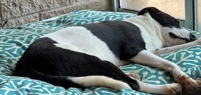 Enlarge charlotte, a Adoptable mixed breed in arlington, TN image 4/6