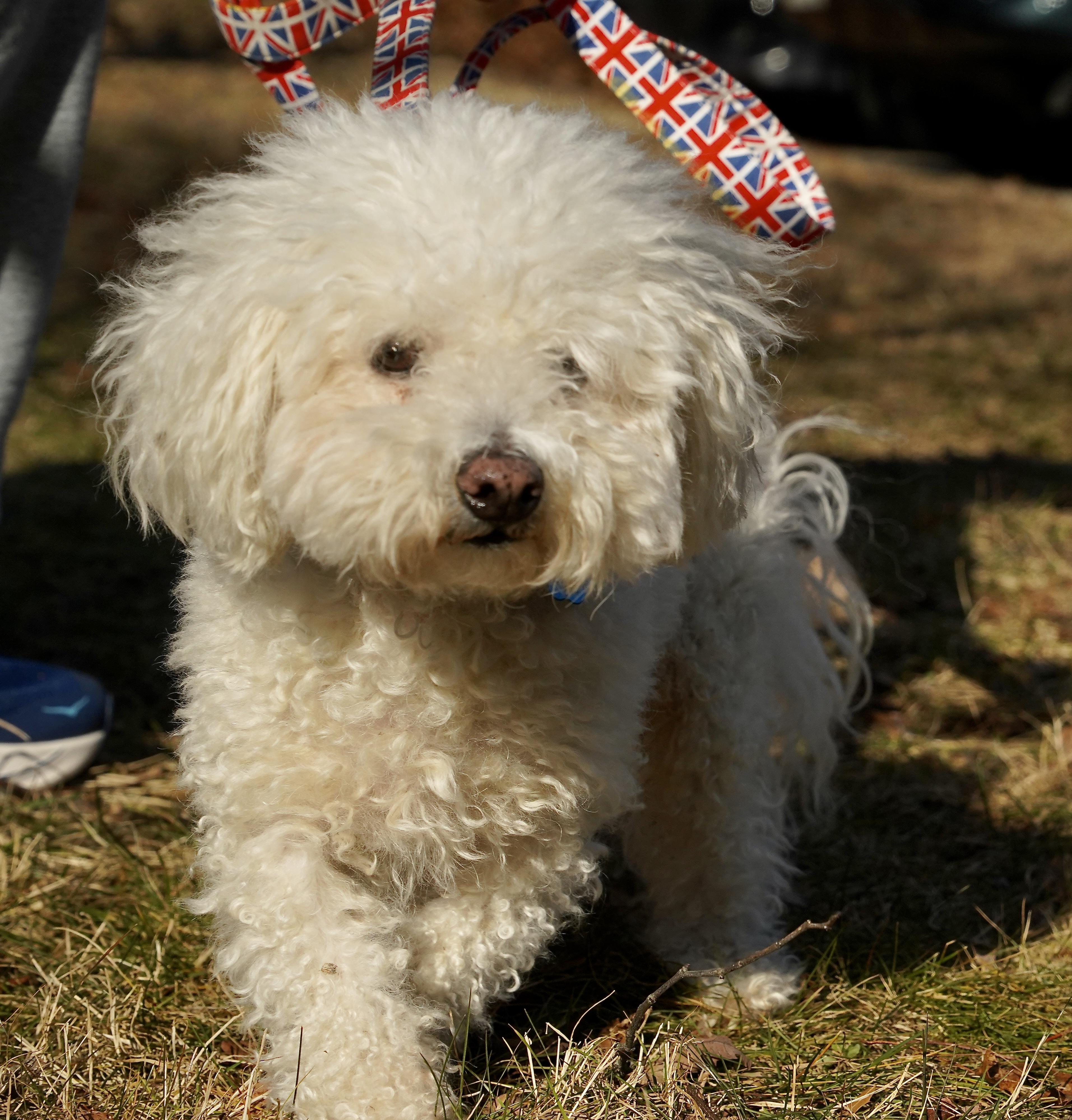 Tucker, adopted, Adult Male Bichon Frise.
